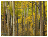 Aspen Trees In Autumn, Santa Fe National Forest Near Santa Fe, New Mexico-Paper Art-50,,X38,,