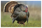 Wild Turkey Male In Courtship Display, Palo Duro Canyon State Park, Texas-Paper Art-50,,X34,,