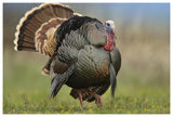 Wild Turkey Male In Courtship Display, Palo Duro Canyon State Park, Texas-Paper Art-62,,X42,,