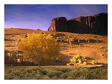 Cottonwood Tree And Coyote Bush With Sand Dunes, Monument Valley, Arizona-Paper Art-26,,X20,,