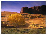 Cottonwood Tree And Coyote Bush With Sand Dunes, Monument Valley, Arizona-Paper Art-34,,X26,,