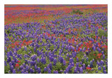 Hill Country Wildflowers Including Sand Bluebonnets And Paintbrush, Texas-Paper Art-26,,X18,,