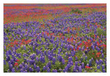 Hill Country Wildflowers Including Sand Bluebonnets And Paintbrush, Texas-Paper Art-32,,X22,,