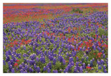 Hill Country Wildflowers Including Sand Bluebonnets And Paintbrush, Texas-Paper Art-38,,X26,,