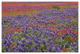 Hill Country Wildflowers Including Sand Bluebonnets And Paintbrush, Texas-Paper Art-50,,X34,,