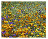 California Poppy And Desert Bluebell Flowers, Antelope Valley, California-Paper Art-30,,X24,,
