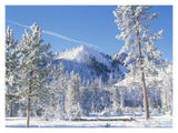 Pine Trees Covered With Snow In Winter, Yellowstone National Park, Wyoming-Paper Art-18,,X14,,