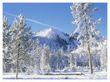 Pine Trees Covered With Snow In Winter, Yellowstone National Park, Wyoming-Paper Art-42,,X32,,