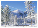 Pine Trees Covered With Snow In Winter, Yellowstone National Park, Wyoming-Paper Art-50,,X38,,