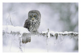 Great Gray Owl Perching On A Snow-Covered Branch, British Columbia, Canada-Paper Art-32,,X22,,