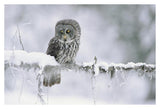 Great Gray Owl Perching On A Snow-Covered Branch, British Columbia, Canada-Paper Art-38,,X26,,