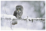 Great Gray Owl Perching On A Snow-Covered Branch, British Columbia, Canada-Paper Art-62,,X42,,