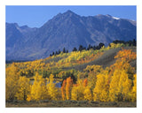 Ranger Peak And Aspen Forest In Autumn, Grand Teton National Park, Wyoming-Paper Art-26,,X20,,