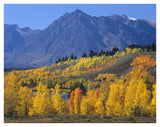 Ranger Peak And Aspen Forest In Autumn, Grand Teton National Park, Wyoming-Paper Art-42,,X32,,