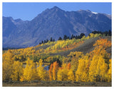 Ranger Peak And Aspen Forest In Autumn, Grand Teton National Park, Wyoming-Paper Art-50,,X38,,