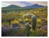Ajo Mountains, Organ Pipe Cactus National Monument, Sonoran Desert, Arizona-Paper Art-18,,X14,,