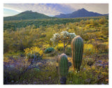Ajo Mountains, Organ Pipe Cactus National Monument, Sonoran Desert, Arizona-Paper Art-34,,X26,,