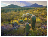 Ajo Mountains, Organ Pipe Cactus National Monument, Sonoran Desert, Arizona-Paper Art-42,,X32,,
