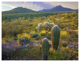 Ajo Mountains, Organ Pipe Cactus National Monument, Sonoran Desert, Arizona-Paper Art-50,,X38,,