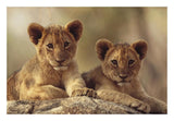 African Lion Cubs Resting On A Rock, Hwange National Park, Zimbabwe, Africa-Paper Art-26,,X18,,