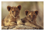 African Lion Cubs Resting On A Rock, Hwange National Park, Zimbabwe, Africa-Paper Art-32,,X22,,