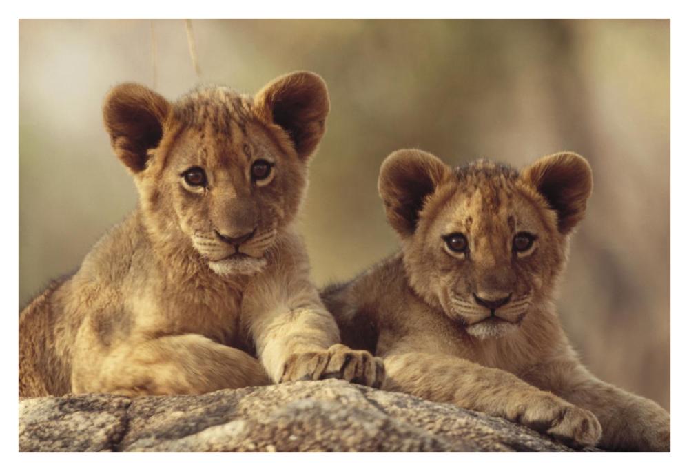 African Lion Cubs Resting On A Rock, Hwange National Park, Zimbabwe, Africa-Paper Art-38,,X26,,