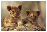 African Lion Cubs Resting On A Rock, Hwange National Park, Zimbabwe, Africa-Paper Art-50,,X34,,