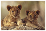 African Lion Cubs Resting On A Rock, Hwange National Park, Zimbabwe, Africa-Paper Art-62,,X42,,