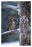 Great Horned Owl Perched In Tree Dusted With Snow, British Columbia, Canada-Paper Art-26,,X38,,