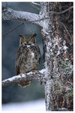 Great Horned Owl Perched In Tree Dusted With Snow, British Columbia, Canada-Paper Art-42,,X62,,