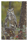 Great Horned Owl In Its Pale Form Perching On Snag, British Columbia, Canada-Paper Art-22,,X32,,