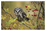 Northern Saw-Whet Owl Perching In A Wild Rose Bush, British Columbia, Canada-Paper Art-20,,X14,,