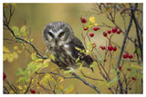 Northern Saw-Whet Owl Perching In A Wild Rose Bush, British Columbia, Canada-Paper Art-50,,X34,,