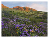 Herb Of The Cross At Franklin Mountains State Park, Chihuahuan Desert, Texas-Paper Art-34,,X26,,