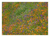 California Poppy And Desert Bluebell Carpeting A Spring Hillside, California-Paper Art-26,,X20,,