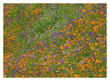 California Poppy And Desert Bluebell Carpeting A Spring Hillside, California-Paper Art-34,,X26,,