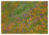 California Poppy And Desert Bluebell Carpeting A Spring Hillside, California-Paper Art-42,,X32,,