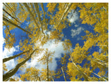 Looking Up At Blue Sky Through A Canopy Of Fall Colored Aspen Trees, Colorado-Paper Art-42,,X32,,