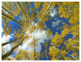 Looking Up At Blue Sky Through A Canopy Of Fall Colored Aspen Trees, Colorado-Paper Art-50,,X38,,