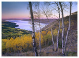 Aspen Forest Overlooking Fremont Lake, Bridger-Teton National Forest, Wyoming-Paper Art-50,,X38,,