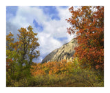 Trees And Shrubs In Autumn, Marcellina Mountain, Raggeds Wilderness, Colorado-Paper Art-18,,X15.28,,