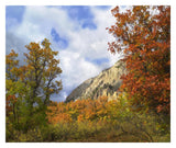 Trees And Shrubs In Autumn, Marcellina Mountain, Raggeds Wilderness, Colorado-Paper Art-32,,X26.9,,