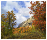Trees And Shrubs In Autumn, Marcellina Mountain, Raggeds Wilderness, Colorado-Paper Art-42,,X35.2,,