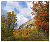 Trees And Shrubs In Autumn, Marcellina Mountain, Raggeds Wilderness, Colorado-Paper Art-46,,X38.52,,