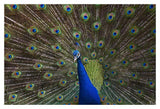 Indian Peafowl Male With Tail Fanned Out In Courtship Display, Native To Asia-Paper Art-20,,X14,,