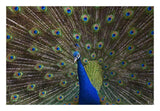 Indian Peafowl Male With Tail Fanned Out In Courtship Display, Native To Asia-Paper Art-26,,X18,,