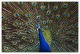 Indian Peafowl Male With Tail Fanned Out In Courtship Display, Native To Asia-Paper Art-50,,X34,,