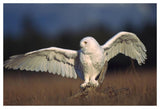 Snowy Owl Adult Balancing On A Stump Amid Dry Grass, British Columbia, Canada-Paper Art-50,,X34,,