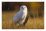 Snowy Owl Adult Amid Dry Grass, Circumpolar Species, British Columbia, Canada-Paper Art-26,,X18,,