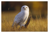 Snowy Owl Adult Amid Dry Grass, Circumpolar Species, British Columbia, Canada-Paper Art-38,,X26,,